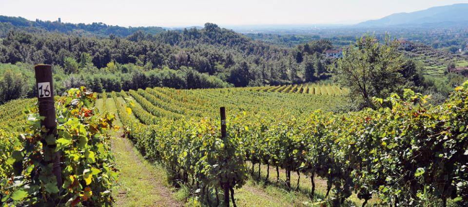 Plantação de uvas em vinícola