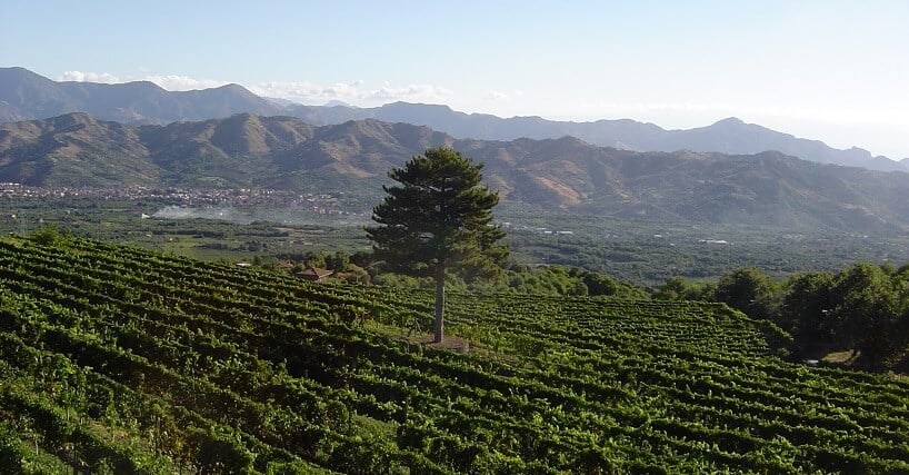 Plantação da vinícola Gambino Vini