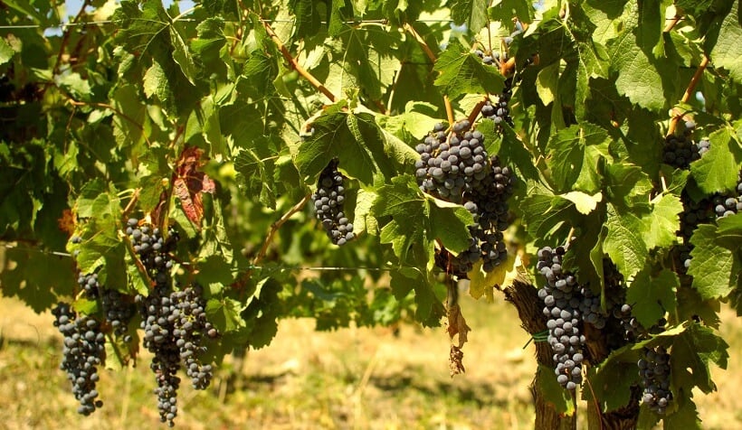 Plantação na vinícola Montefioralle Winery 