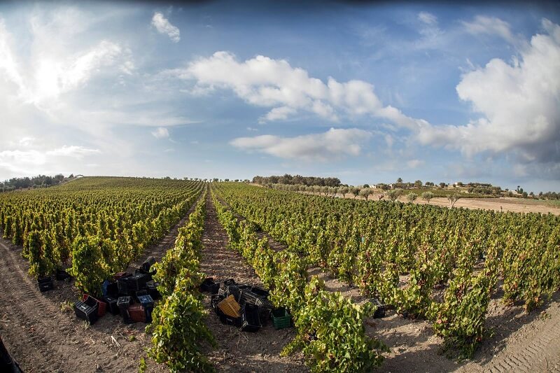 Plantação na vinícola Marabino