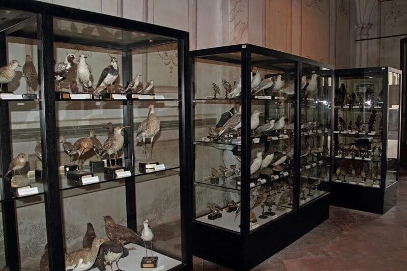 Aves expostas no Museu de Ornitologia