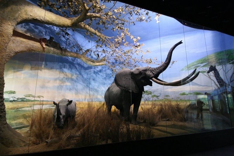 Painel no interior do Museu Cívico de História Natural