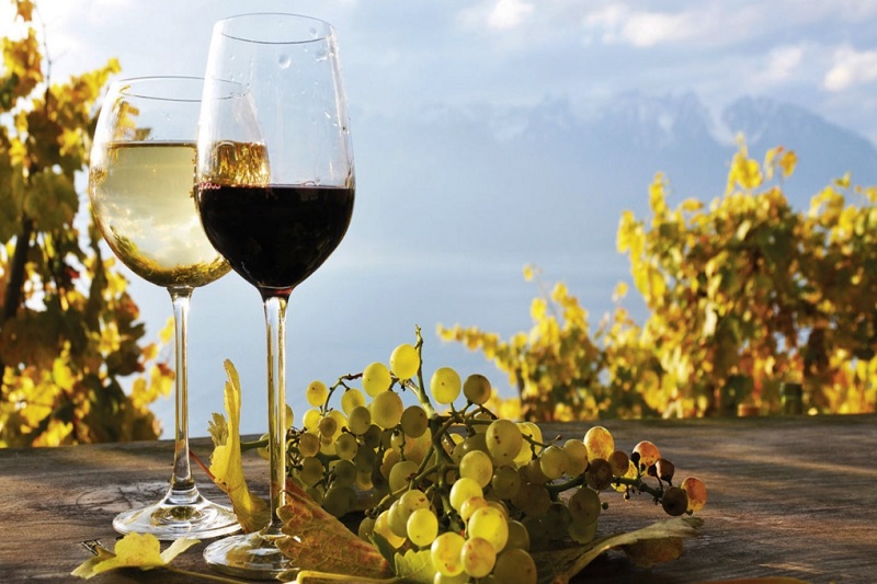 Taças de vinho com cachus de uva ao lado